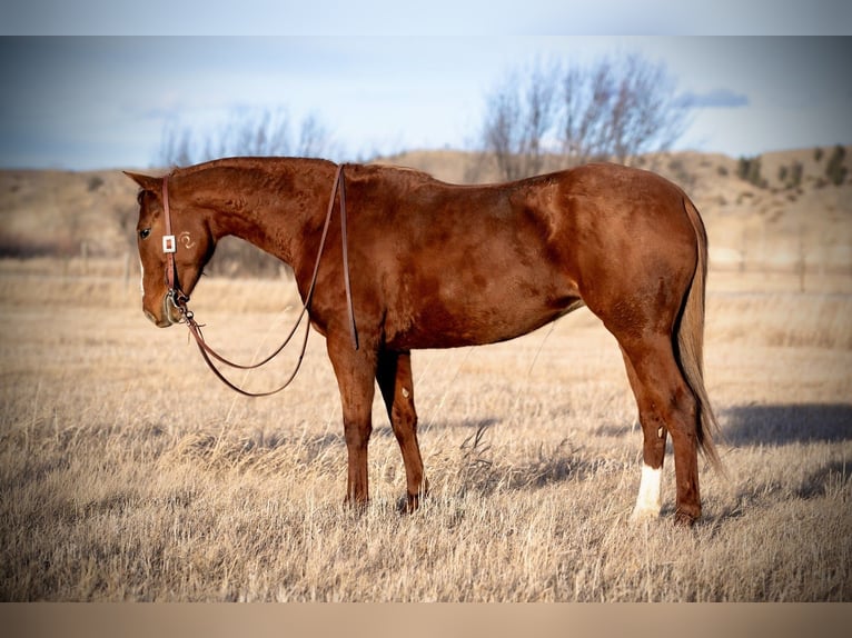 American Quarter Horse Wałach 4 lat 147 cm Cisawa in Greycliff