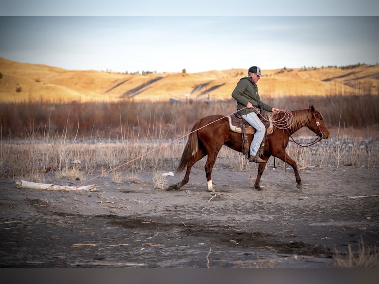 American Quarter Horse Wałach 4 lat 147 cm Cisawa in Greycliff