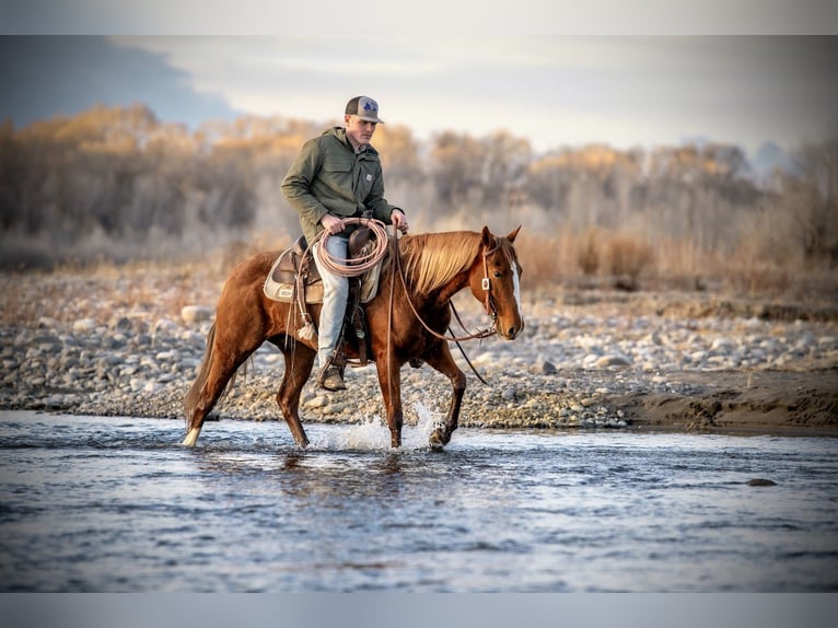 American Quarter Horse Wałach 4 lat 147 cm Cisawa in Greycliff