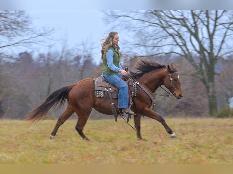 American Quarter Horse Wałach 4 lat 147 cm Gniada in Keytesville