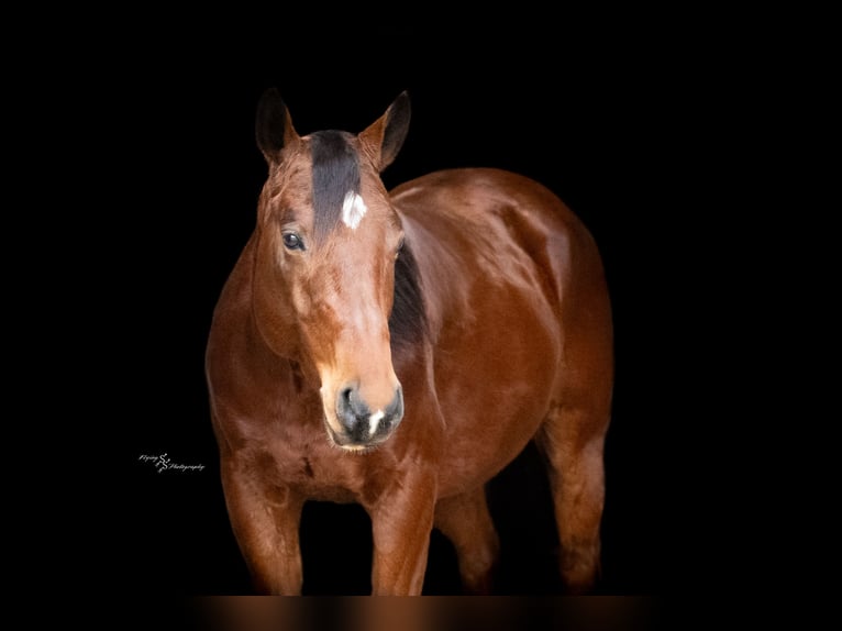 American Quarter Horse Wałach 4 lat 147 cm Gniada in Keytesville