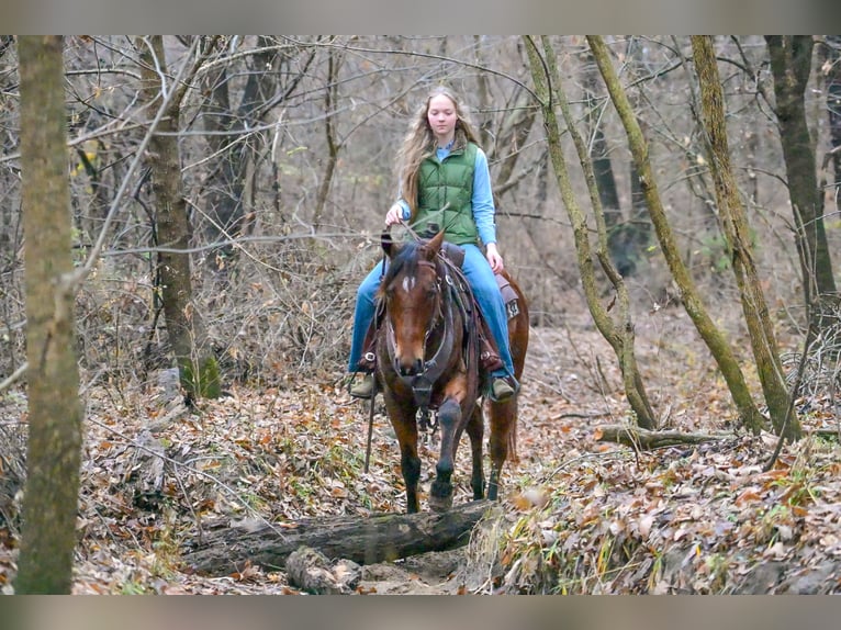 American Quarter Horse Wałach 4 lat 147 cm Gniada in Keytesville