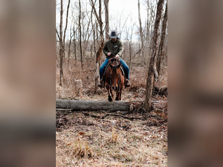 American Quarter Horse Wałach 4 lat 147 cm Gniada in Orrville