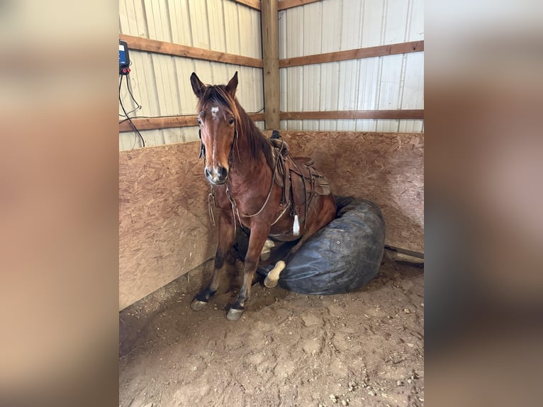 American Quarter Horse Wałach 4 lat 147 cm Gniada in Orrville