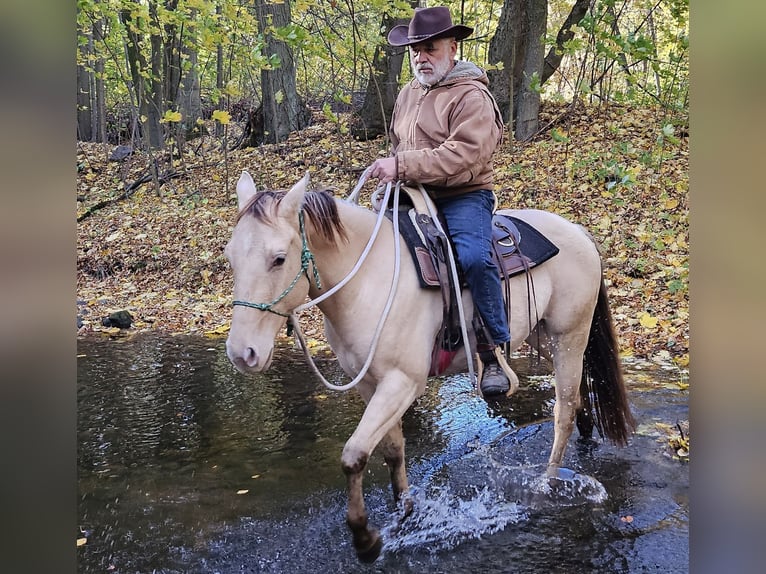 American Quarter Horse Wałach 4 lat 148 cm Szampańska in Müglitztal