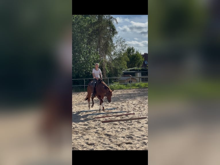 American Quarter Horse Wałach 4 lat 150 cm Ciemnokasztanowata in Todenbüttel