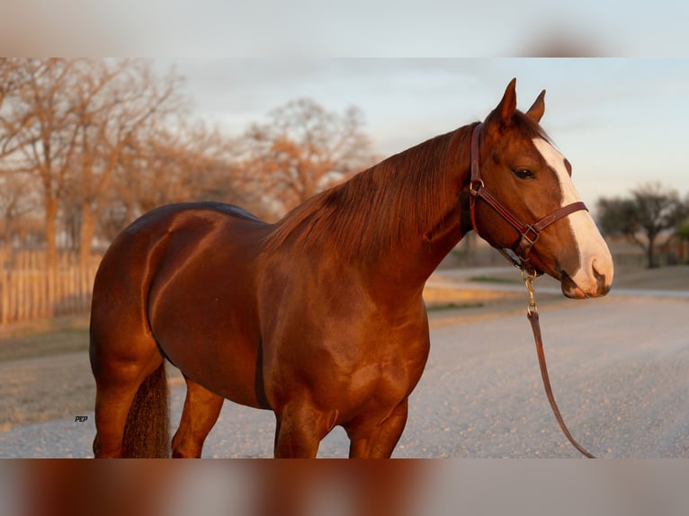 American Quarter Horse Wałach 4 lat 150 cm Cisawa in Weatherford