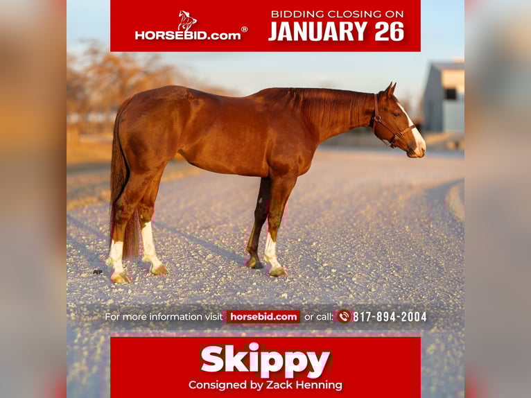 American Quarter Horse Wałach 4 lat 150 cm Cisawa in Weatherford