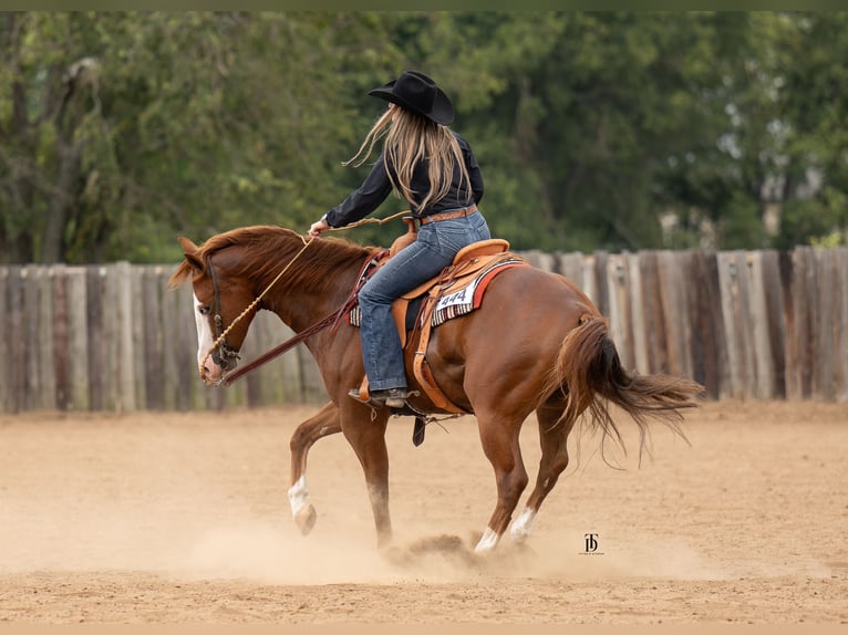 American Quarter Horse Wałach 4 lat 150 cm Cisawa in Gainesville American Quarter Horse Wałach 4 lat 150 cm Cisawa in Gainesville