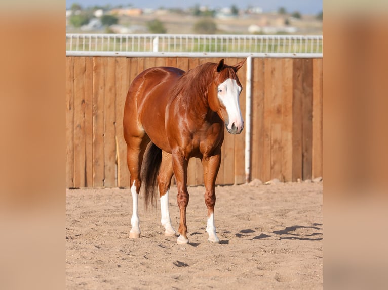 American Quarter Horse Wałach 4 lat 150 cm Cisawa in Belen