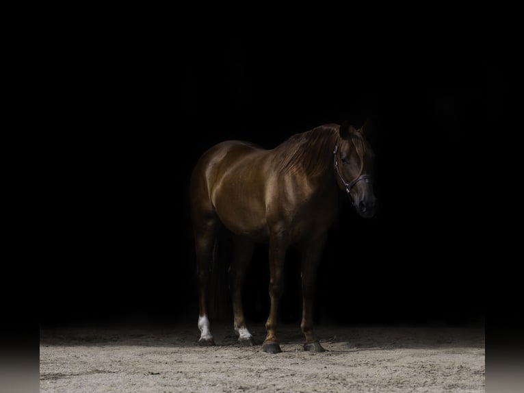 American Quarter Horse Wałach 4 lat 150 cm Cisawa in Nevis