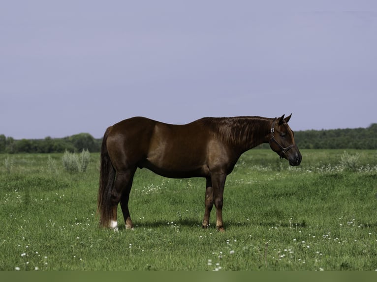 American Quarter Horse Wałach 4 lat 150 cm Cisawa in Nevis