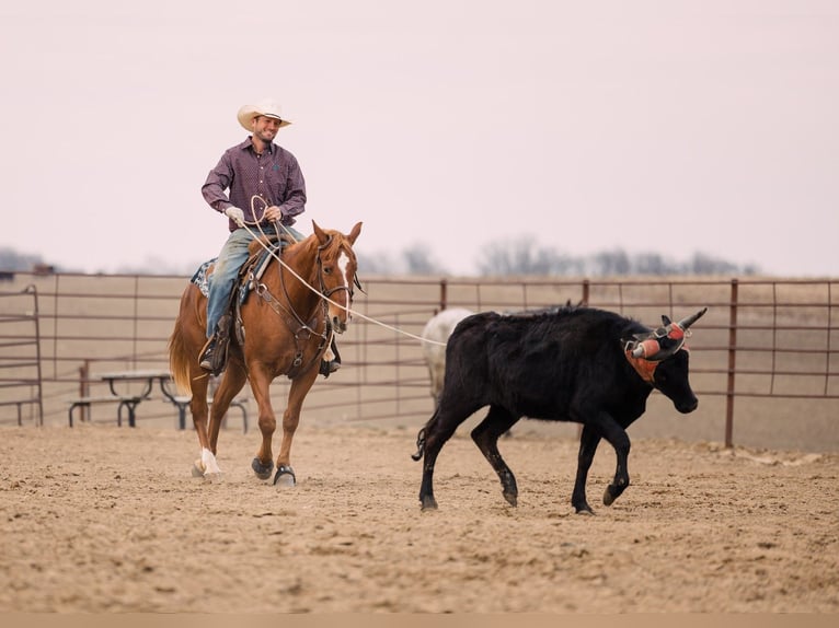 American Quarter Horse Wałach 4 lat 150 cm Cisawa in Decorah