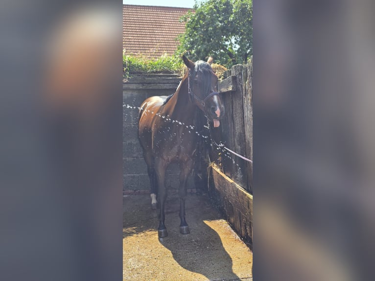 American Quarter Horse Wałach 4 lat 150 cm Gniada in Diemelstadt