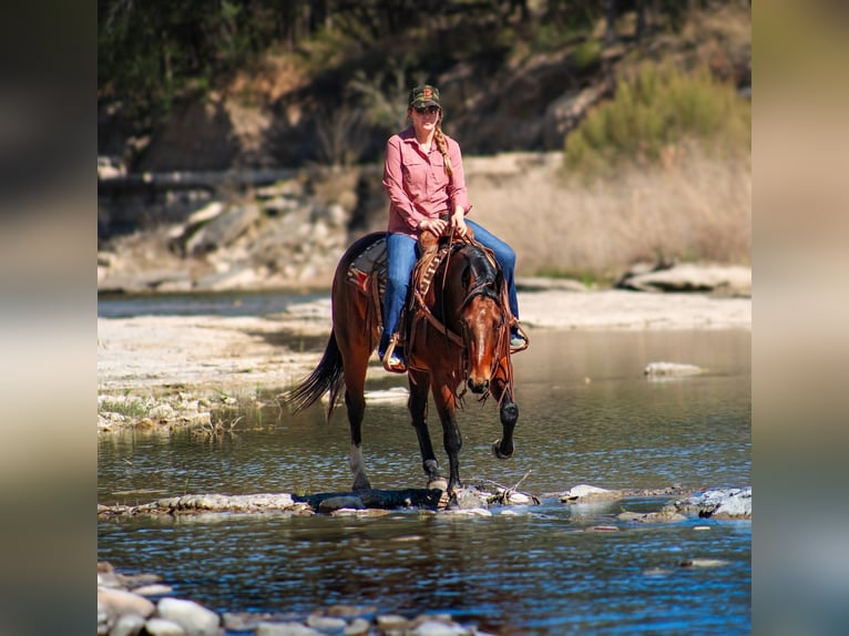 American Quarter Horse Wałach 4 lat 150 cm Gniada in Amarillo