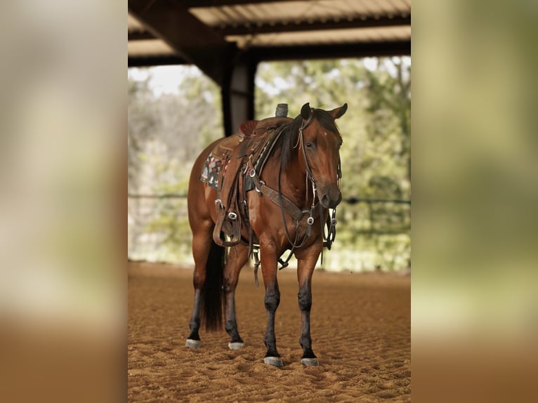 American Quarter Horse Wałach 4 lat 150 cm Gniada in Morrilton