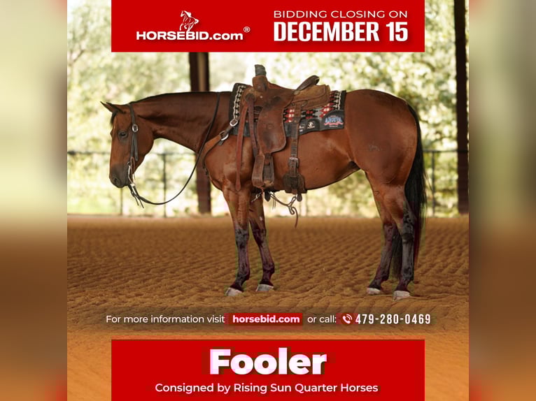 American Quarter Horse Wałach 4 lat 150 cm Gniada in Morrilton