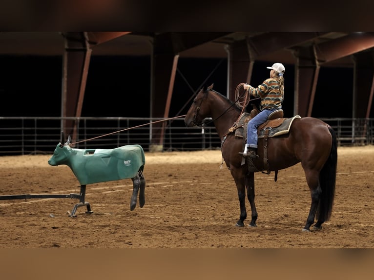American Quarter Horse Wałach 4 lat 150 cm Gniada in Morrilton