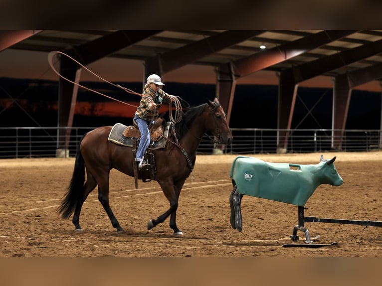 American Quarter Horse Wałach 4 lat 150 cm Gniada in Morrilton