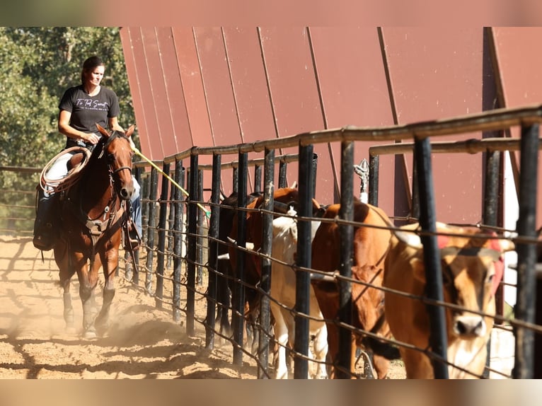 American Quarter Horse Wałach 4 lat 150 cm Gniada in Morrilton