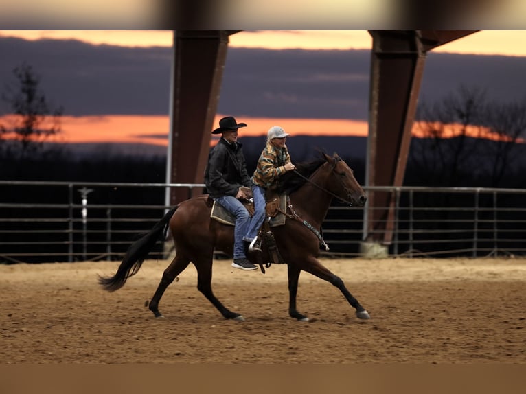 American Quarter Horse Wałach 4 lat 150 cm Gniada in Morrilton