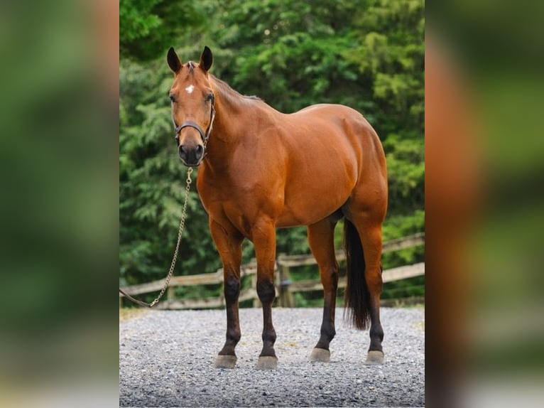 American Quarter Horse Wałach 4 lat 150 cm Gniada in New Holland