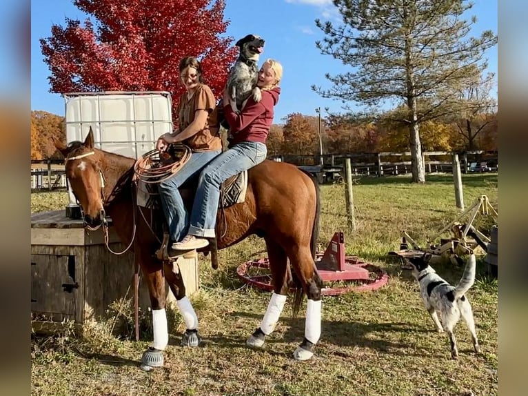 American Quarter Horse Wałach 4 lat 150 cm Gniada in New Holland
