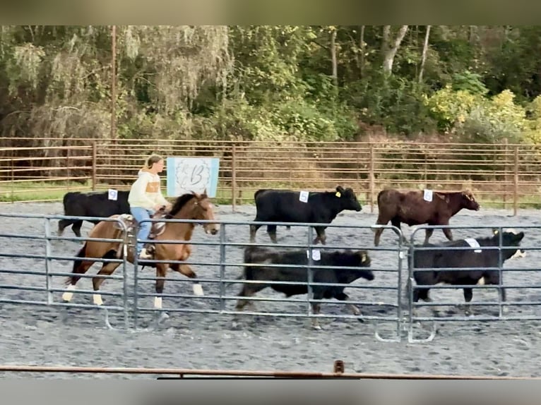American Quarter Horse Wałach 4 lat 150 cm Gniada in New Holland