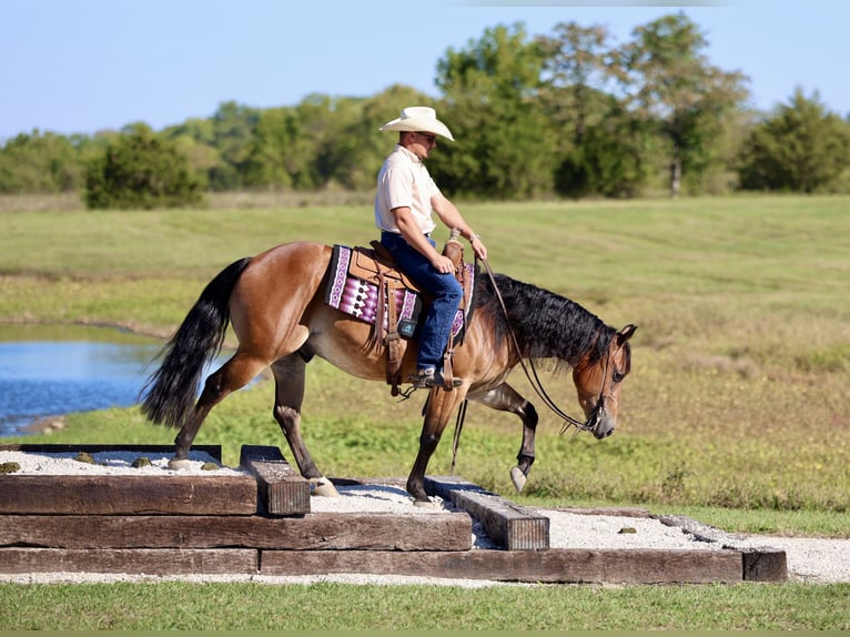 American Quarter Horse Wałach 4 lat 150 cm Gniada in Buffalo, MO