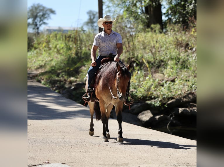 American Quarter Horse Wałach 4 lat 150 cm Gniada in Buffalo, MO