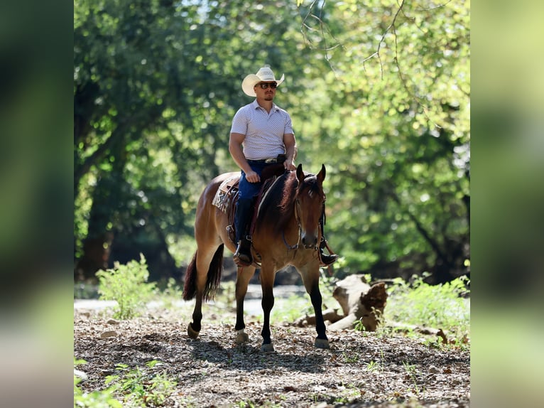 American Quarter Horse Wałach 4 lat 150 cm Gniada in Buffalo, MO