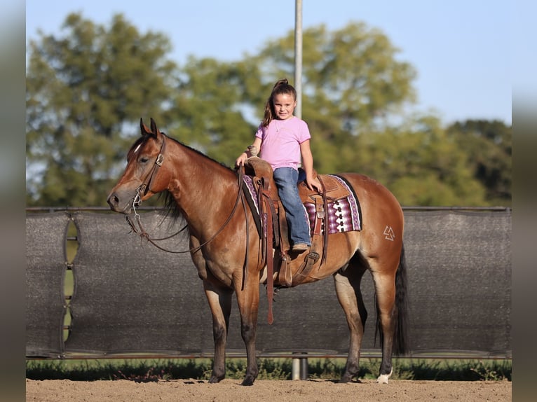 American Quarter Horse Wałach 4 lat 150 cm Gniada in Buffalo, MO