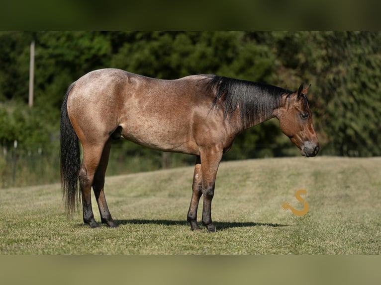 American Quarter Horse Wałach 4 lat 150 cm Gniadodereszowata in Bogard, MO