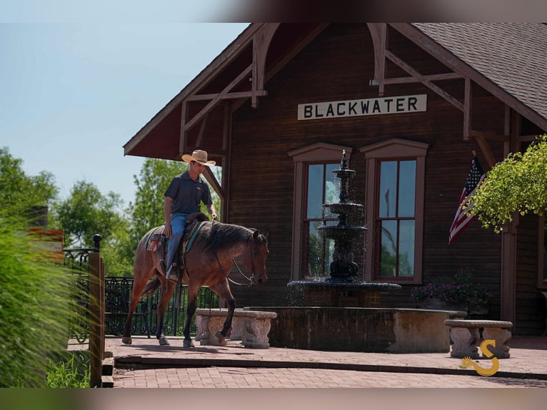 American Quarter Horse Wałach 4 lat 150 cm Gniadodereszowata in Bogard, MO