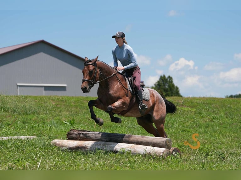 American Quarter Horse Wałach 4 lat 150 cm Gniadodereszowata in Bogard, MO