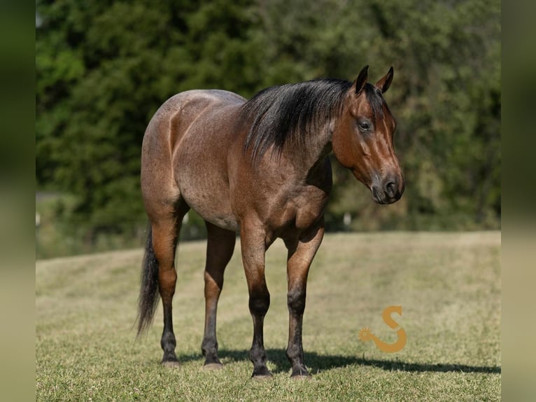 American Quarter Horse Wałach 4 lat 150 cm Gniadodereszowata in Bogard, MO