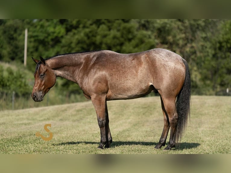 American Quarter Horse Wałach 4 lat 150 cm Gniadodereszowata in Bogard, MO