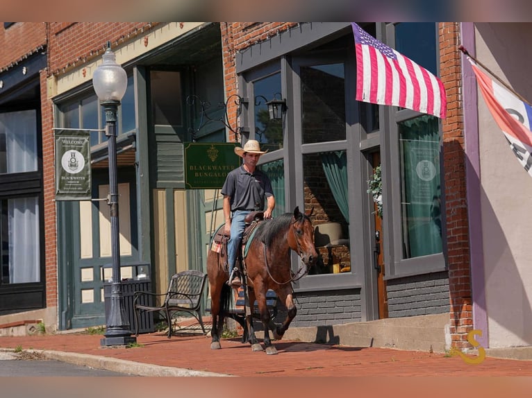American Quarter Horse Wałach 4 lat 150 cm Gniadodereszowata in Bogard, MO