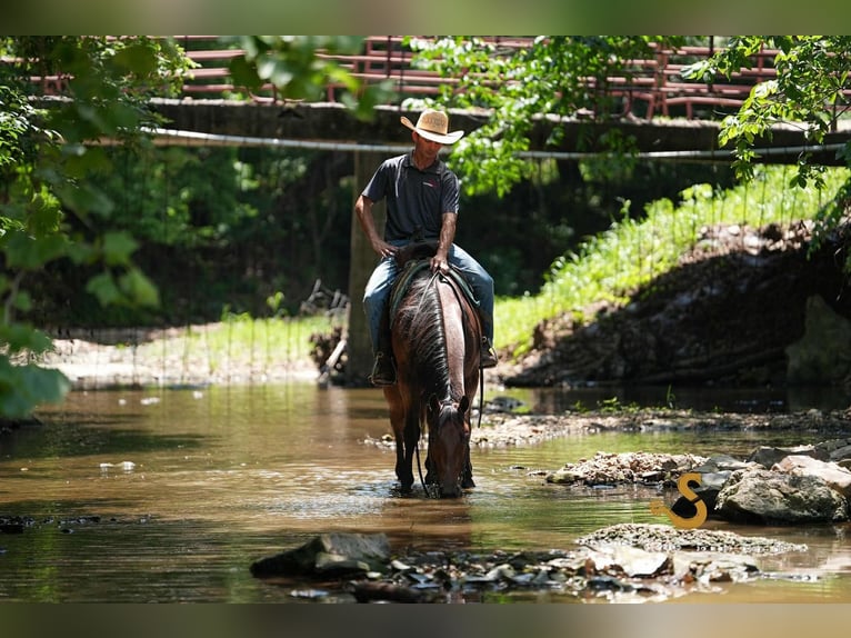 American Quarter Horse Wałach 4 lat 150 cm Gniadodereszowata in Bogard, MO