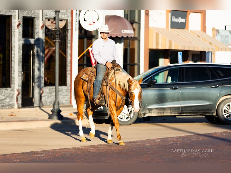 American Quarter Horse Wałach 4 lat 150 cm Izabelowata in Lewistown