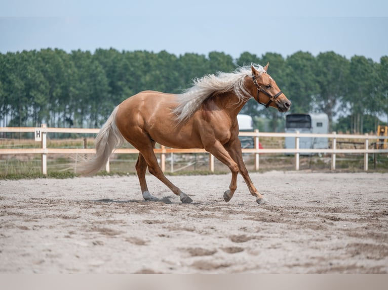 American Quarter Horse Wałach 4 lat 150 cm Izabelowata in Weyersheim