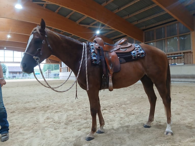 American Quarter Horse Wałach 4 lat 150 cm Kasztanowata in Schwabsoien