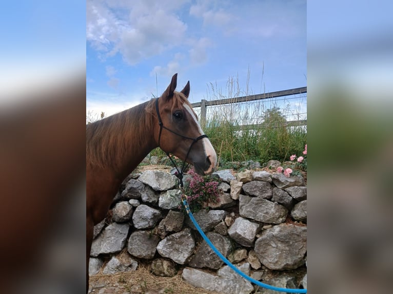 American Quarter Horse Wałach 4 lat 150 cm Kasztanowata in Schwabsoien