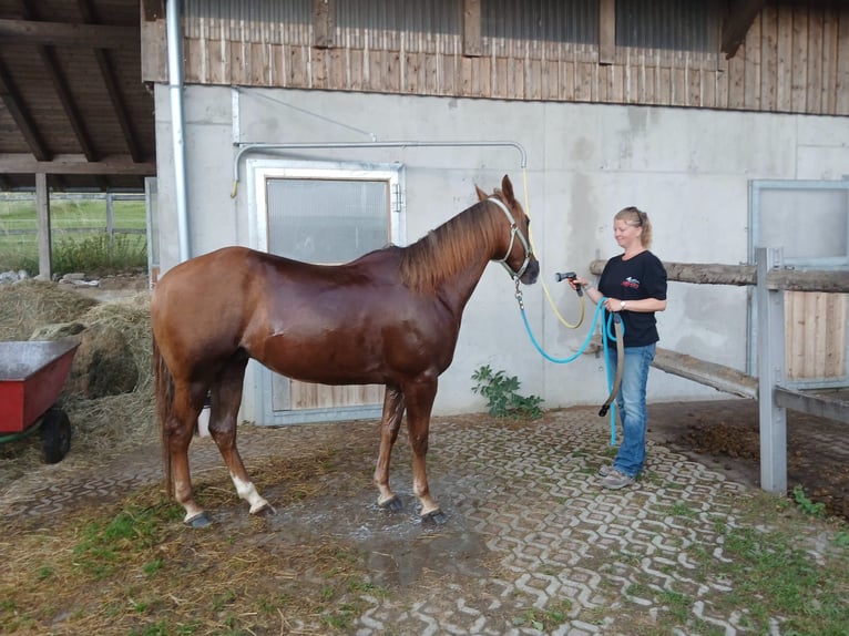 American Quarter Horse Wałach 4 lat 150 cm Kasztanowata in Schwabsoien