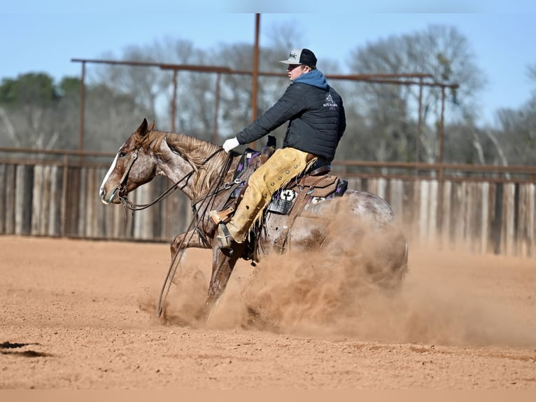 American Quarter Horse Wałach 4 lat 150 cm Kasztanowatodereszowata in Waco