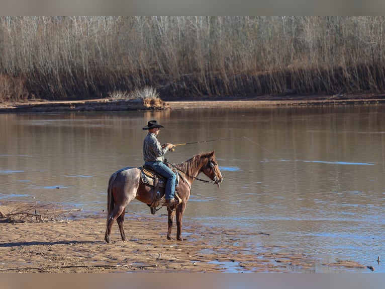 American Quarter Horse Wałach 4 lat 150 cm Kasztanowatodereszowata in Ripley