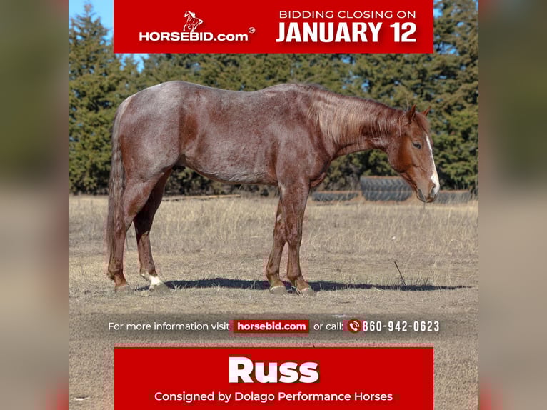 American Quarter Horse Wałach 4 lat 150 cm Kasztanowatodereszowata in Ripley