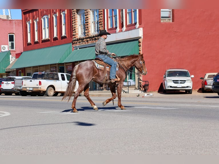 American Quarter Horse Wałach 4 lat 150 cm Kasztanowatodereszowata in Ripley