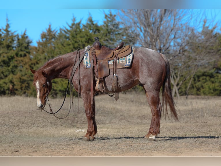 American Quarter Horse Wałach 4 lat 150 cm Kasztanowatodereszowata in Ripley