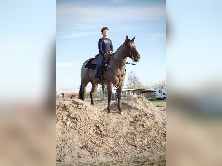 American Quarter Horse Wałach 4 lat 150 cm Kasztanowatodereszowata in Tonopah